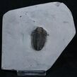 Calymene Niagarensis Trilobite From New York #2139-1